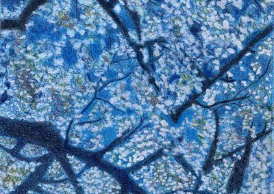 Bradford Bloom 10.5x8 Colored Pencil and Gouache